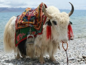 yak